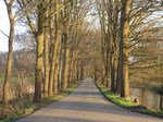 FZ024866 Tree lined lane.jpg